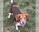 Small #2 Beagle