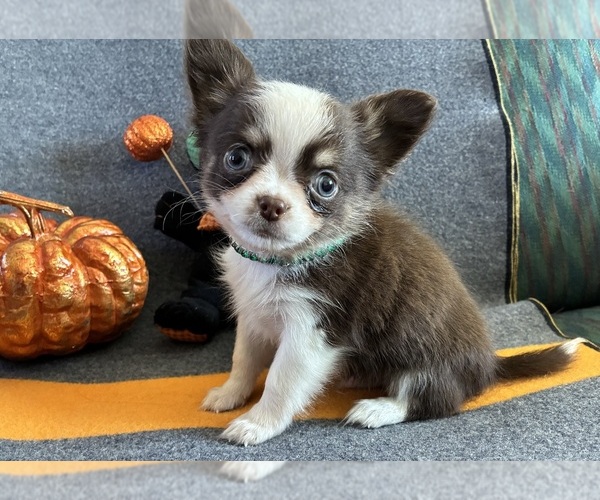 Medium Photo #1 Chihuahua Puppy For Sale in NEWVILLE, PA, USA