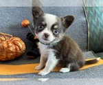 Image preview for Ad Listing. Nickname: AKC Bravo male