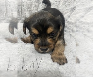 Yorkshire Terrier Puppy for sale in PAWTUCKET, RI, USA