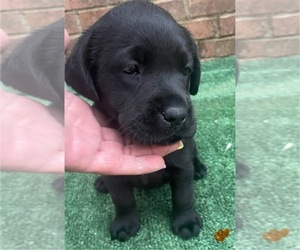 Labrador Retriever Puppy for sale in OSYKA, MS, USA