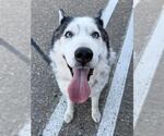 Small #1 Siberian Husky