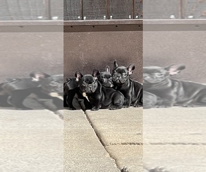 French Bulldog Puppy for sale in LONG BEACH, CA, USA