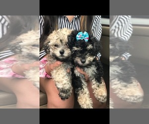 Poodle (Toy)-Yorkshire Terrier Mix Puppy for sale in DALTON, GA, USA