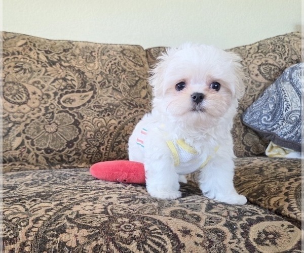 Medium Photo #4 Maltese Puppy For Sale in SANTA CLARITA, CA, USA