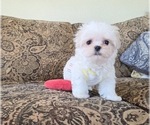 Small #2 Maltese
