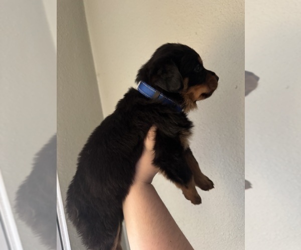 Medium Photo #12 Rottweiler Puppy For Sale in BELLEVILLE, IL, USA