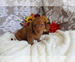 Small #2 Dachshund