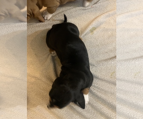 Medium Photo #5 Basset Hound Puppy For Sale in MUNCIE, IN, USA