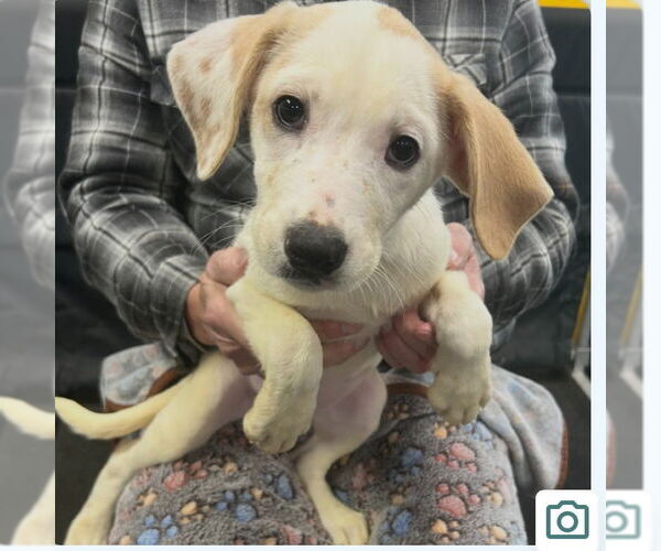 Medium Photo #1 Mutt Puppy For Sale in Canton, CT, USA