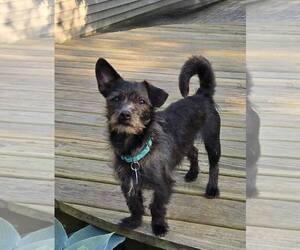 Chihuahua-Unknown Mix Dogs for adoption in Rochester, NY, USA