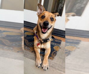 Chihuahua-Unknown Mix Dogs for adoption in San Diego, CA, USA