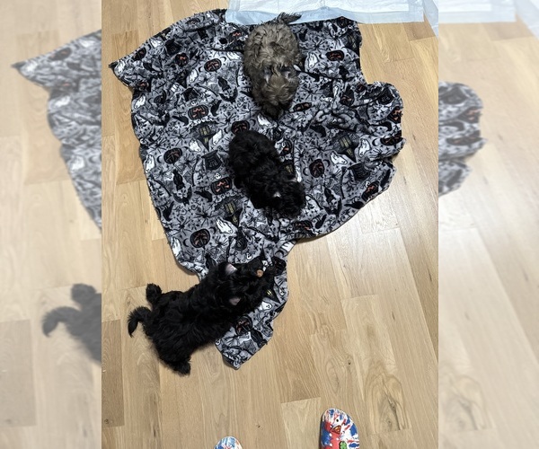 Medium Photo #6 Shih Tzu Puppy For Sale in CUMMING, GA, USA