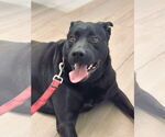 Small #1 Labrador Retriever Mix