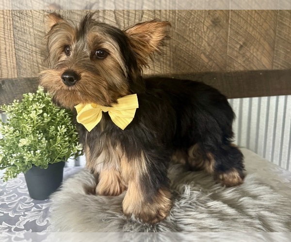 Medium Photo #2 Yorkshire Terrier Puppy For Sale in NAPPANEE, IN, USA