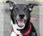 Small #41 Border Collie