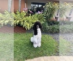 Small Photo #1 Poodle (Standard) Puppy For Sale in FORT LAUDERDALE, FL, USA
