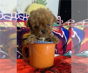 Poodle (Toy) Puppy for sale in MIAMI, FL, USA