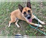 Small #1 German Shepherd Dog Mix