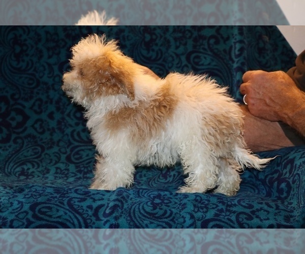 Medium Photo #18 Goldendoodle (Miniature) Puppy For Sale in DYERSBURG, TN, USA