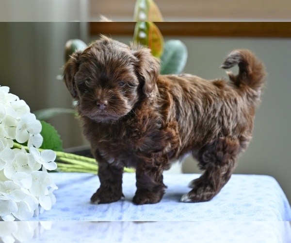Medium Photo #5 ShihPoo Puppy For Sale in MILLERSBURG, OH, USA