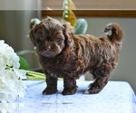 Small #4 ShihPoo