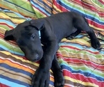 Small Photo #1 Great Dane Puppy For Sale in LEITCHFIELD, KY, USA