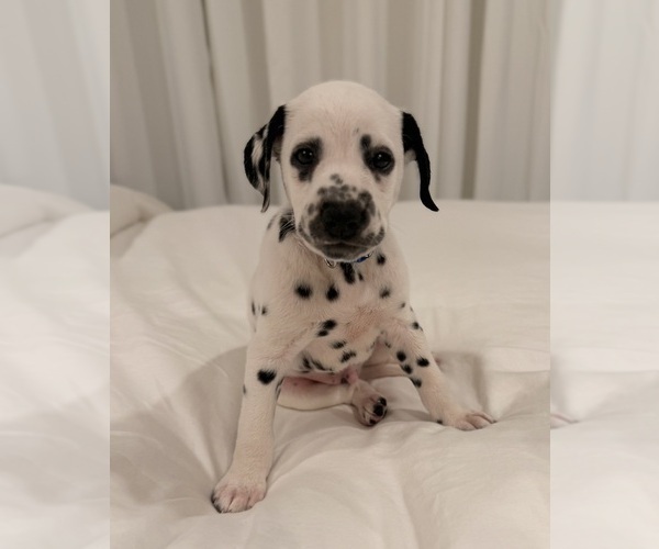 Medium Photo #5 Dalmatian Puppy For Sale in ADDISON, IL, USA