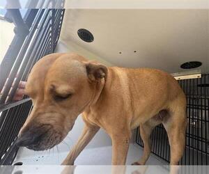 American Pit Bull Terrier-Unknown Mix Dogs for adoption in Houston, TX, USA