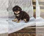 Small #3 Poodle (Miniature)