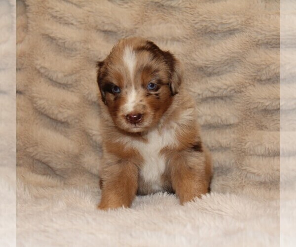 Medium Photo #2 Australian Shepherd Puppy For Sale in STEWART, MS, USA