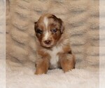 Small #1 Australian Shepherd