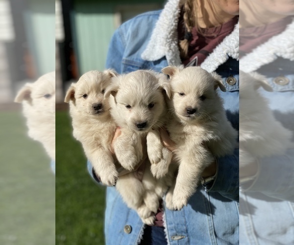 Medium Photo #18 Miniature American Eskimo Puppy For Sale in OREGON CITY, OR, USA