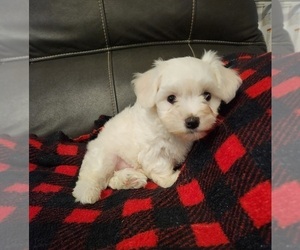 Havachon Puppy for sale in COTTAGE GROVE, TN, USA