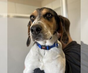 Treeing Walker Coonhound-Unknown Mix Dogs for adoption in Kanab, UT, USA