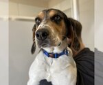 Small Photo #1 Treeing Walker Coonhound-Unknown Mix Puppy For Sale in Kanab, UT, USA