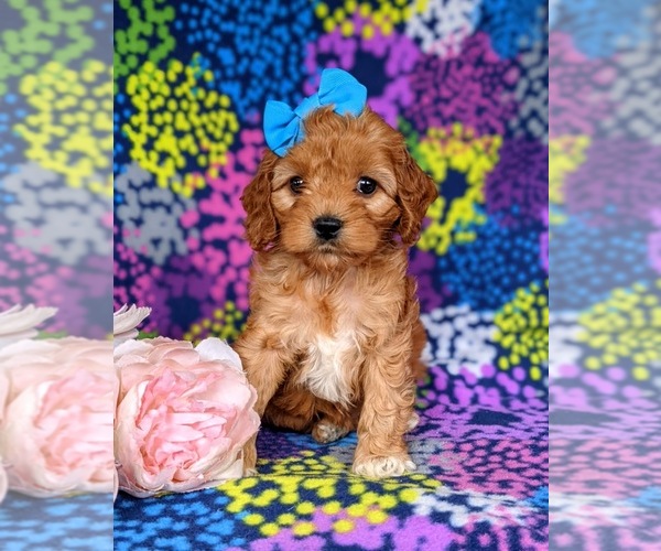 Medium Photo #3 Cocker Spaniel-Poodle (Miniature) Mix Puppy For Sale in CHRISTIANA, PA, USA