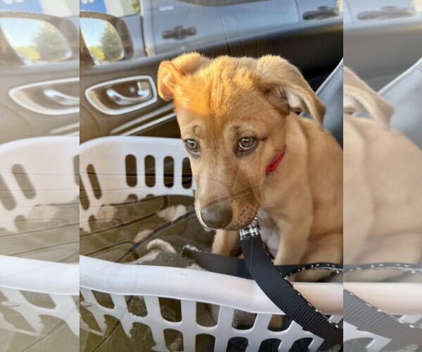 Medium Photo #2 Labrador Retriever-Unknown Mix Puppy For Sale in Royal Palm Beach, FL, USA