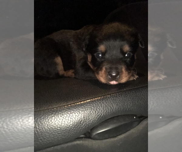 Medium Photo #1 Rottweiler Puppy For Sale in EAST WILLINGTON, CT, USA