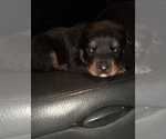 Small Photo #1 Rottweiler Puppy For Sale in EAST WILLINGTON, CT, USA