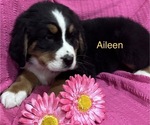 Small Photo #11 Bernese Mountain Dog Puppy For Sale in SHERIDAN, MI, USA