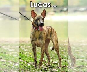 Lucas from Taiwan - Male Mutt Dog for Adoption - Photo #5