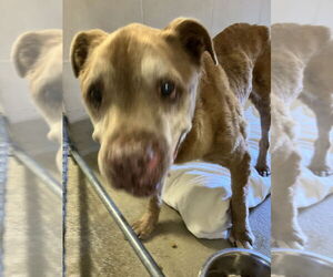American Pit Bull Terrier Dogs for adoption in Petaluma, CA, USA
