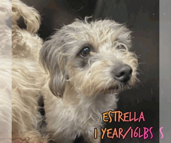 Medium Photo #1 Mutt Puppy For Sale in Woodbury, NY, USA