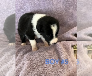 Border Collie Puppy for sale in RAYMOND, NE, USA
