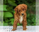 Small #4 Goldendoodle (Miniature)
