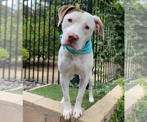 Josh - Male American Pit Bull Terrier-Unknown Mix Dog for Adoption - Photo #10
