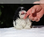 Small #6 Goldendoodle (Miniature)