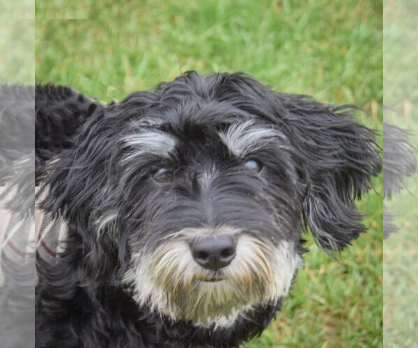 Medium Photo #1 Maltichon Puppy For Sale in Huntley, IL, USA