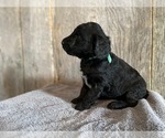Small Photo #2 Goldendoodle-Poodle (Standard) Mix Puppy For Sale in SURGOINSVILLE, TN, USA